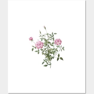 Vintage Blooming Dwarf Rosebush Botanical Illustration Posters and Art